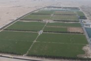 Katar chystá fotbalové mistrovství. Dělníci umírají horkem a v poušti roste drahý zelený trávník